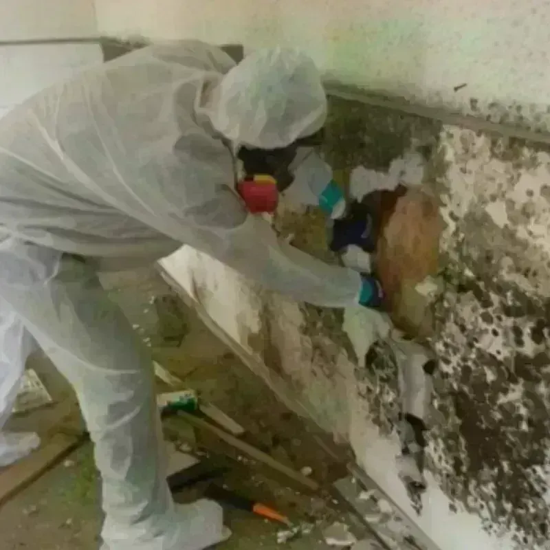 Mold Remediation and Removal in Spring, TX